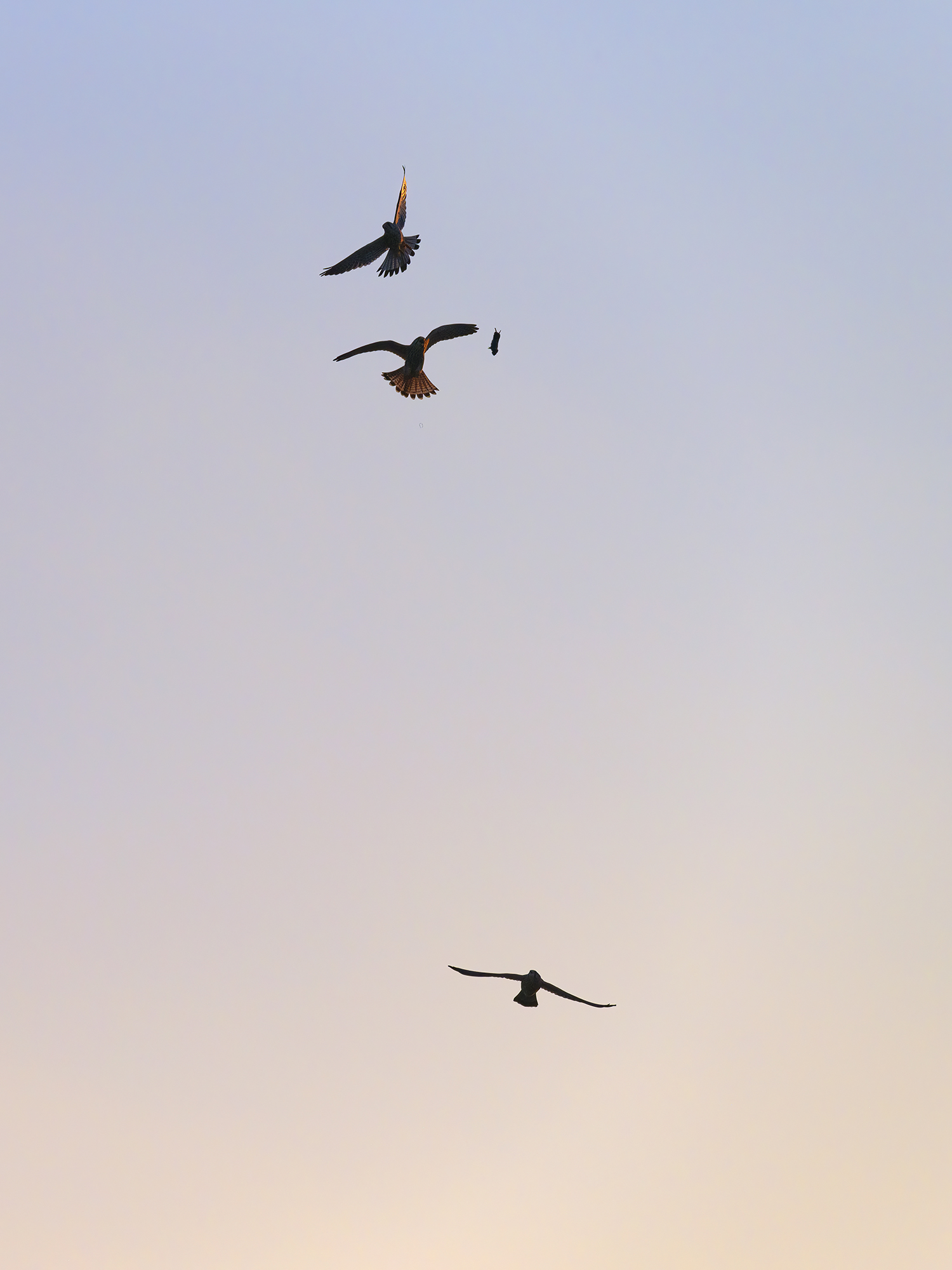 Missglückte Mausübergabe